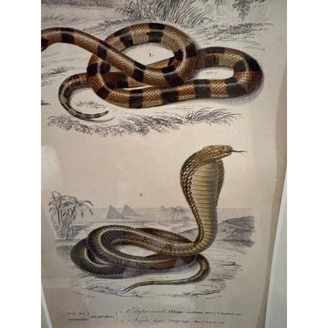 Framed 19th C Hand Colored Engravings of Insects, Reptiles and Shells For Sale - Image 13 of 17