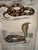Framed 19th C Hand Colored Engravings of Insects, Reptiles and Shells For Sale - Image 13 of 17