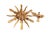 Gold European Wooden Dove Sunburst the Holy Spirit 15.25" Diameter For Sale - Image 8 of 8