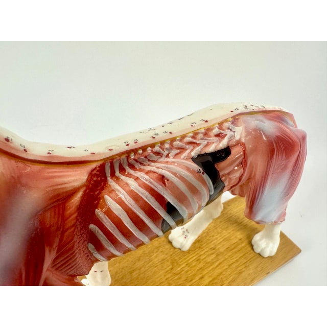 Vintage Vinyl Dog Acupuncture Model, 1970s For Sale - Image 13 of 16