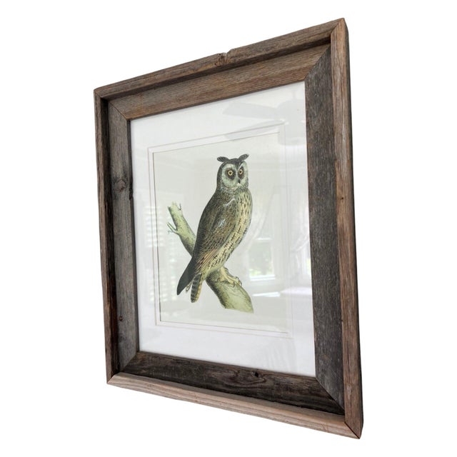 This piece is a hand-colored scientific engraving of a Long-eared Owl (Asio otus), created by the British naturalist &...