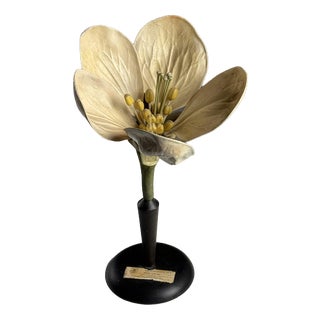German Botanical Floral Model, 1900 For Sale