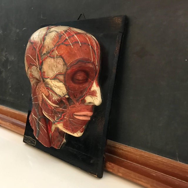 Hand painted, plaster, anatomical plate by New York Scientific Supply Co. depicting the musculature and circulatory...