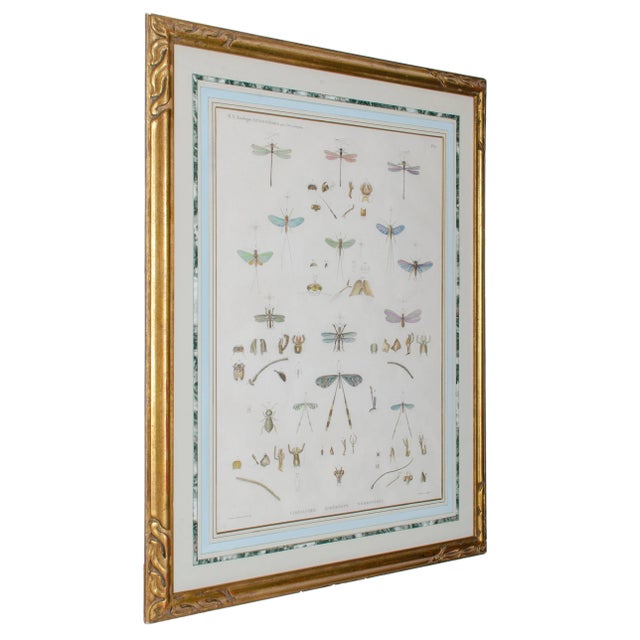 Shabby Chic Early 19th Century Vintage Winged-Insects Print by J-Ces Savigny For Sale - Image 3 of 8