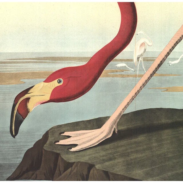 Mid-Century Modern 1960 John James Audubon 'American Flamingo' Lithograph Poster For Sale - Image 3 of 9
