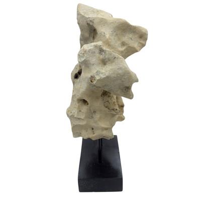 Indonesian Coral Stone On Teak Stand For Sale - Image 4 of 5