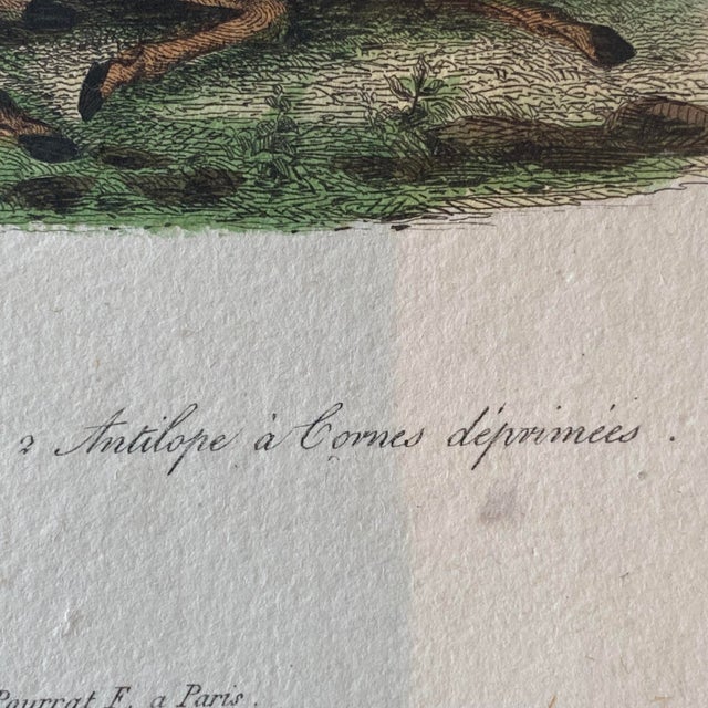French Antique 18th Century "Antilope" Engraving Hand Colored Artwork For Sale In Portland, ME - Image 6 of 8