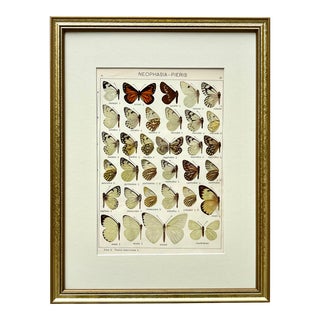 Antique Original Color Lithograph of Butterflies by Seitz 1911 For Sale
