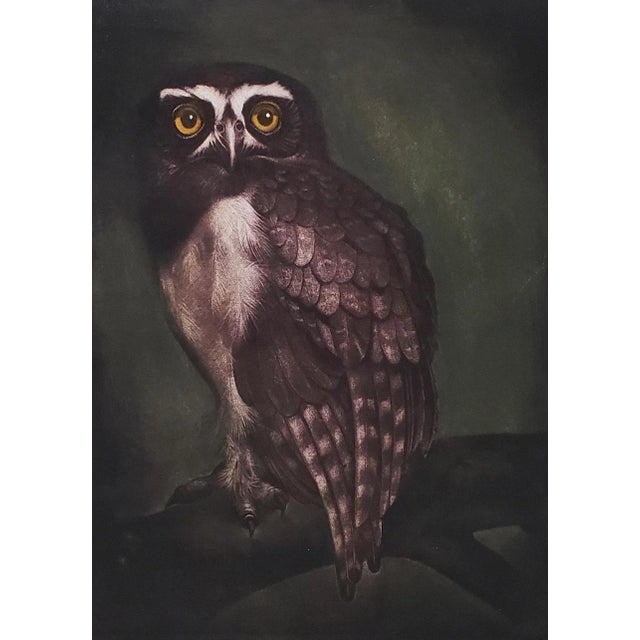 Jack Coutu (1924-2017) "Speckled Owl" Original Pencil Signed Etching c.1968 Beautiful etching with aquatint by listed...