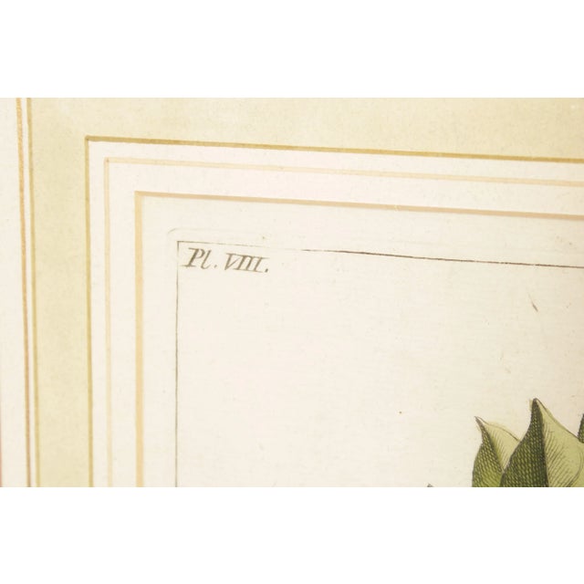 Wood Botanical Illustration Foliate Berry Colored Engraving, Custom Framed For Sale - Image 7 of 13