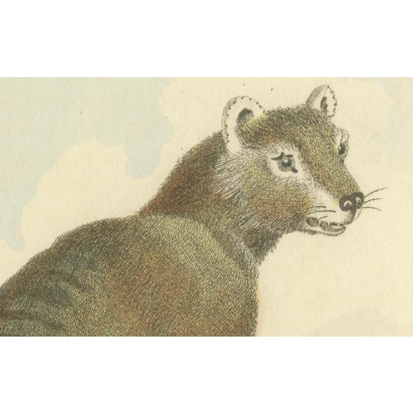 The uploaded image, labeled as 'The Zebra or Dog-Faced Dasyurus', depicts a thylacine, which was also known as the...