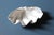 White Natural Tridacna Giant Clam Shell - Large seashell bowl - shell decor For Sale - Image 8 of 10