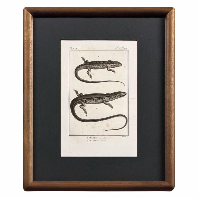 Early 19th Century Cabinet of Curiosities, Set of 9 | Buffon Natural History Engravings of Spiders, Insects & Reptiles For Sale - Image 10 of 11