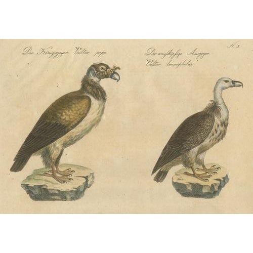 Karl Joseph Brodtmann, Vultures & Birds of Prey, 1816, Lithograph For Sale - Image 4 of 9