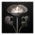 Cotula Turbinata Flower — Vintage Botanical Photography Print For Sale