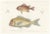 Soldierfish and Bluefin Seabream, 1846, Paper For Sale - Image 10 of 10