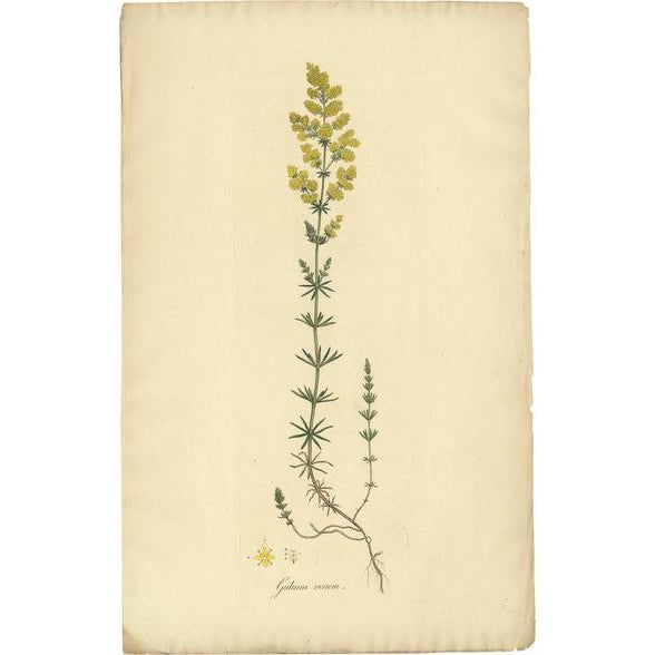 Curtis, Botany Illustration of Gallium Verum, 1817, Print For Sale - Image 5 of 5