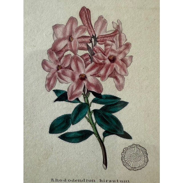 Pair of Framed Vintage Botanical Flower Specimen Prints For Sale - Image 11 of 18