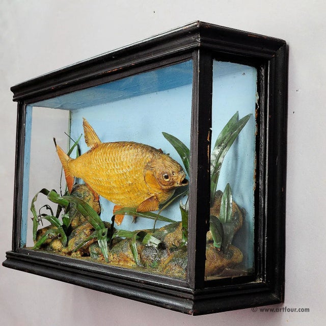 Antique Glass Showcase with Bream ca. 1900 A large early 20th century taxidermy of a bream (Abramis brama). It is mounted...