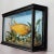 Antique Glass Showcase with Bream ca. 1900 A large early 20th century taxidermy of a bream (Abramis brama). It is mounted...
