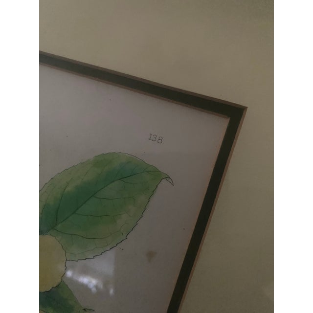 Mid-Century Framed Mark Catesby "Stuartia Silky Camellia" Botanical Print, Coffey & Thompson For Sale - Image 11 of 12