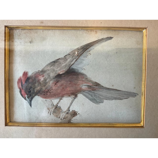 1870s watercolor of bird.
