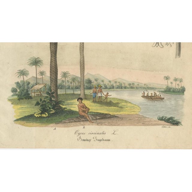 Cycad, 1831, Paper For Sale - Image 5 of 9