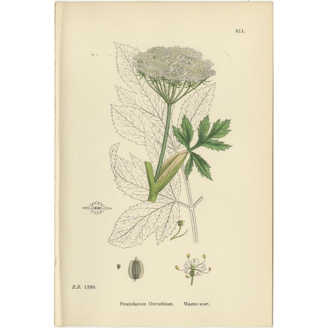 Sowerby, Botanical Herbs: Green Umbellifers, 1902, Prints, Set of 4 For Sale - Image 3 of 10