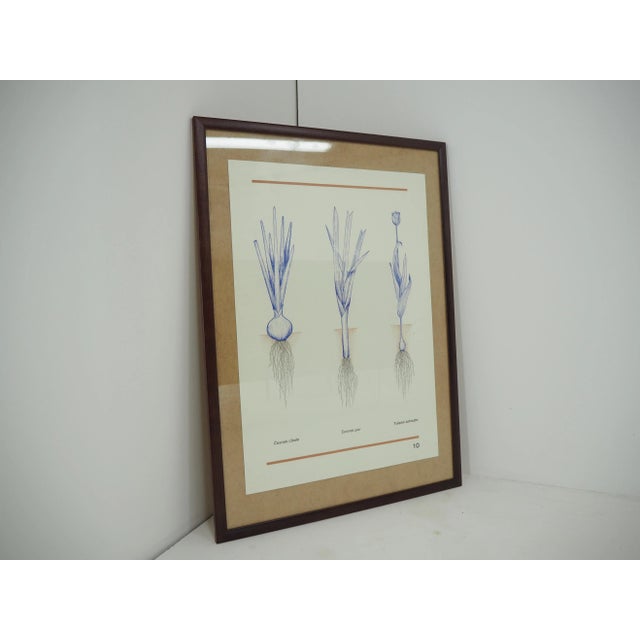 In new frame Poster from midcentury In original condition.