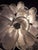Murano Glass Petal Chandelier, Italy, 1970s For Sale - Image 9 of 13