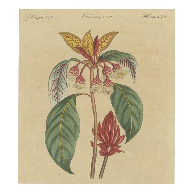 Bertuch, Flowering Shrub with Red Blossom, 1815, Print For Sale