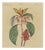Bertuch, Flowering Shrub with Red Blossom, 1815, Print For Sale