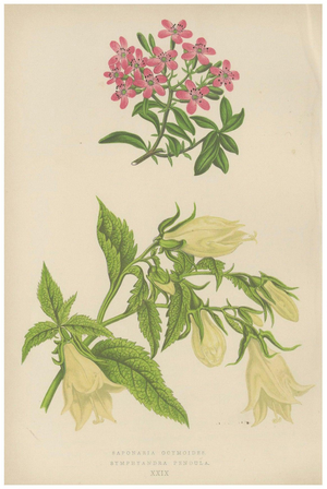 Alpine Botanical of Rock Soapwort and Nodding Bellflower, 1874, Paper