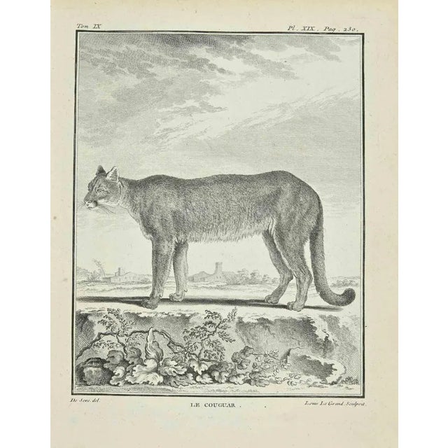 The couguar is an etching realized in 1771 by Louis le Grand. Signed in flat. The Artwork Belongs to the Suite "Natural,...