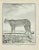 The couguar is an etching realized in 1771 by Louis le Grand. Signed in flat. The Artwork Belongs to the Suite "Natural,...