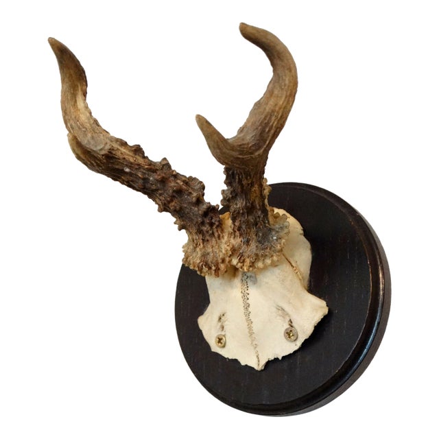 1930's Black Forest Antler Trophy Mount | Chairish