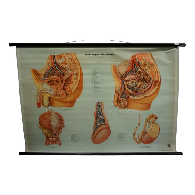 Vintage Male Pelvic Organs Medical Poster Pull Down Wall Chart For Sale