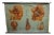 Vintage Male Pelvic Organs Medical Poster Pull Down Wall Chart For Sale