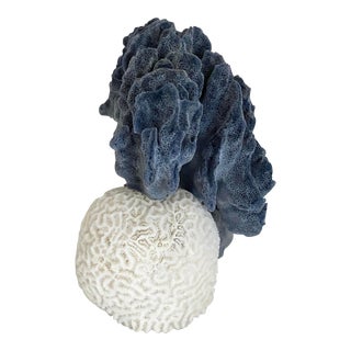 Natural Blue and White Brain Coral Specimen For Sale