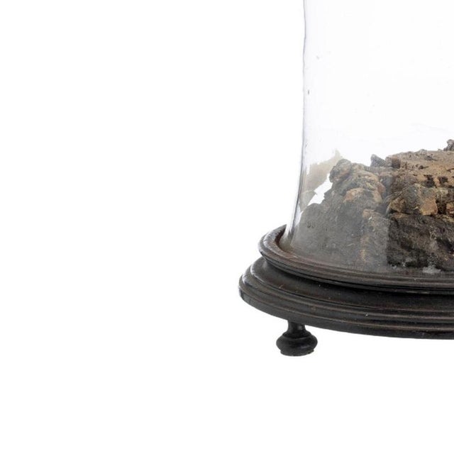Glass Dome, 19th Century For Sale - Image 3 of 6