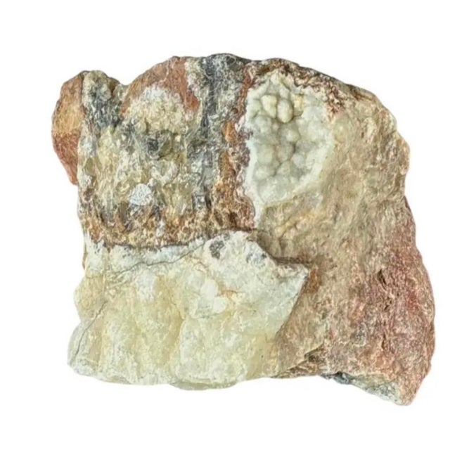 Terra Cotta Natural Petrified Wood Specimen #4 For Sale - Image 8 of 9