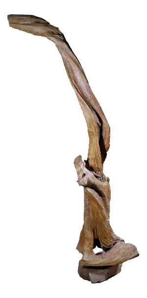 Organic Floor Teak Root Sculpture 1