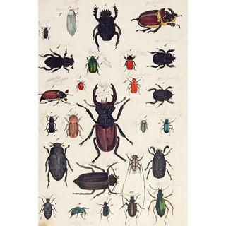 Hand Colored Insect Beetles Woodcut Print For Sale