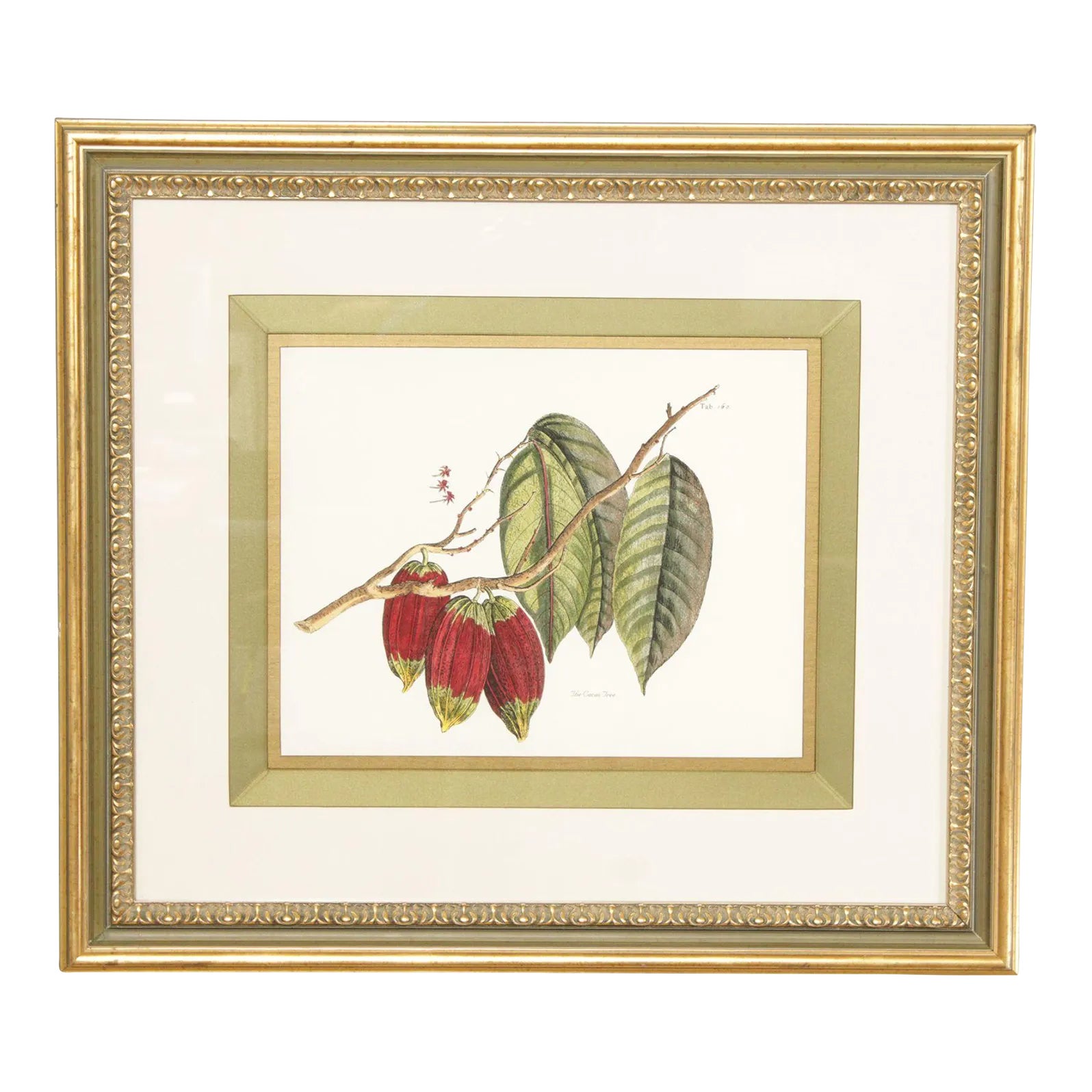 John Richard 'The Cacao Tree' Botanical Print, Custom Framed Chairish