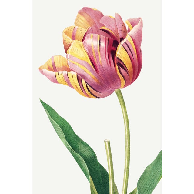 A striking example of early 19th-century botanical illustration, this vintage art print reproduction features Tulip by...