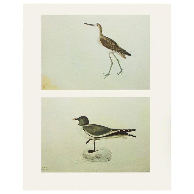 Paper 1966 Vintage Cottage Print "Greenshank & Sabine's Gull" After John James Audubon For Sale - Image 7 of 7