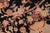 Art Nouveau 1990's Floral Pak-Persian Black/Taupe Wool Rug - 6'0'' X 9'0'' For Sale - Image 4 of 9