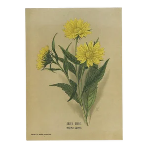 1899 Antique French Botanical Chromolithograph, Signed-Sunflower
