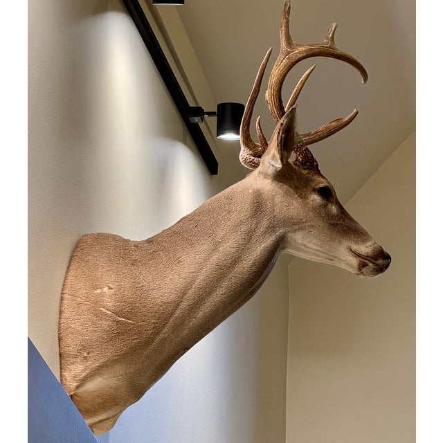 English White-Tail Deer Shoulder Mounted Buck For Sale - Image 3 of 6