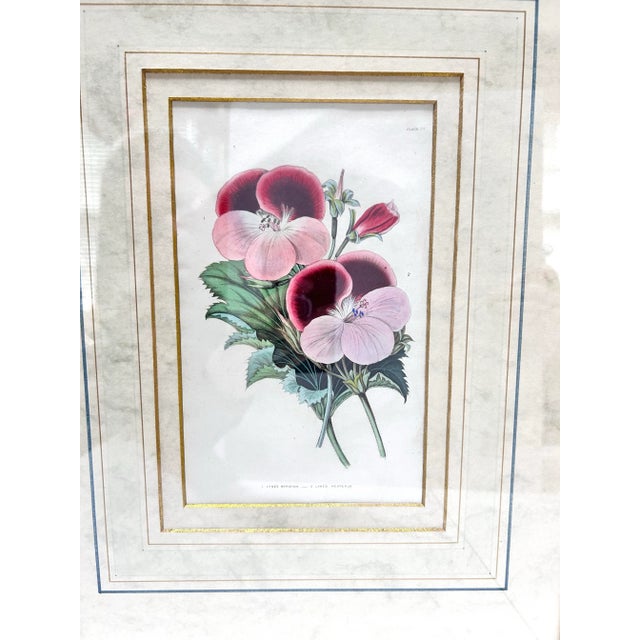 19th Century Hand-Colored Botanical Engravings of Geraniums – Framed Pair, Circa 1840s For Sale - Image 4 of 12